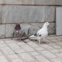یک جفت کفتر دهنجور