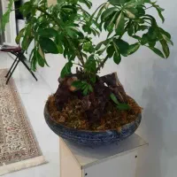 گلدان بزرگ شیک