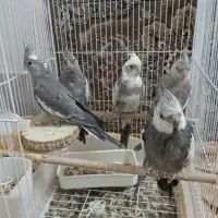 پنج عدد عروس