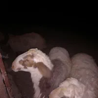 دوعدد بره نر با یک عددمیش