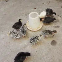 جوجه گردن لختی و بوقلمون