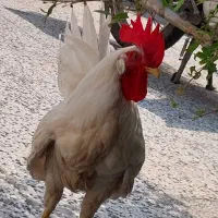خروس