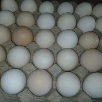 تخمرغ محلی