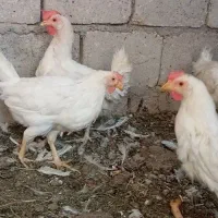 مرغ|حیوانات مزرعه|نجف‌آباد, حومه نجف آباد|دیوار