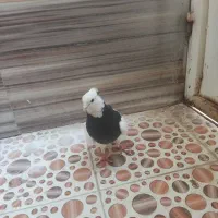 طوقی ماده