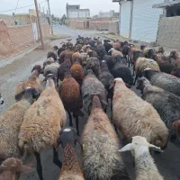 فروش شیشک میش جوان