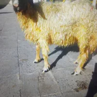 بره جوان پاییزه ب فروش میرسد