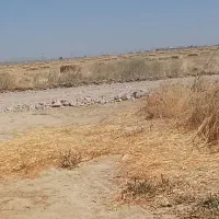 اجاره12هکتارزمین-کشاورزی-با5اینج-آب-برای-گندم-کوجه