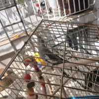 عروس هلندی ماده