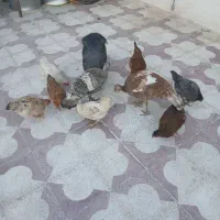 مرغ سالم و سرحال