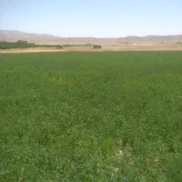 یونجه درجه یک