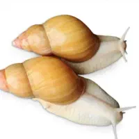 فروش