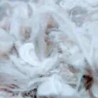 پشم گوسفند تالشی سفید شسته شده تمیز