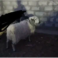 فروش بره شیشک رمانف برای داشت وقربانی
