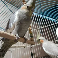عروس هلندی