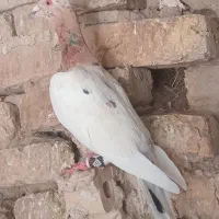 کبوتریهودی سارنر