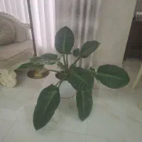 گل و گلدان طبیعی