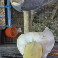 عروس هلندی بالق