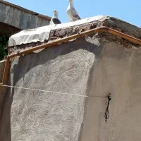 کبوتر ماده