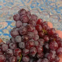 کشمش کم یاب یاقوتی