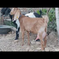 3بزدوبرپاکستانی جوان5کیلوشیر.شیرایه واقعی تضمینی