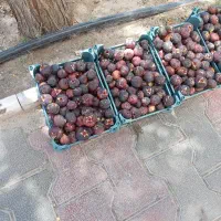 بادمجون انجیر سیاه