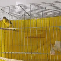 قناری معاوضه با سهره