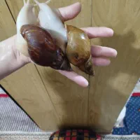 حلزون