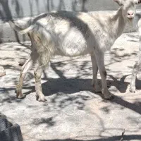 بز سانن،الپاین و مورسیا شیری وشیرا