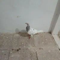 سلام 5 عدد کفتر، سالم.