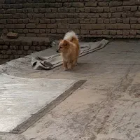سگ‌‌پامر