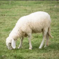 بره سبک ریز خرم