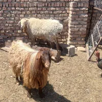 بز پاکستانی
