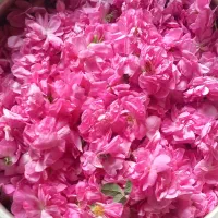 عرق گلاب محمدی