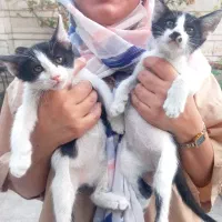 واگذاری گربه
