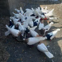 طوقی جفتگاه