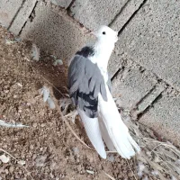 کبوتر پشت سوز پرشور