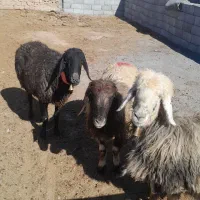 میش ابستن ترکی افشاری