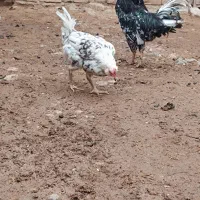 جوجه گلین  و مرغ خروس گلین