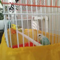 مرغ عشق جوان و بسیار زیبا