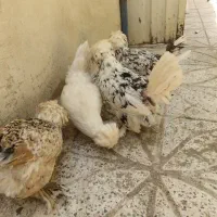 مرغ و خروس سلطان و کوشین برهما