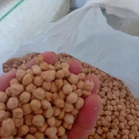 نخود