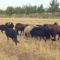 میش و بره