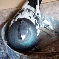 سینه سیاه وطوقی