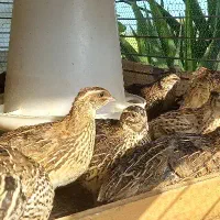 بلدرچین بالغ ماده تخم گذار