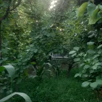باغ در محدوده شهری
