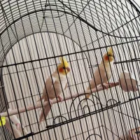 عروس هلندی جفت مولد