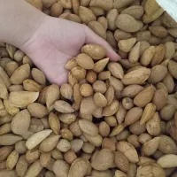 بادام تازه
