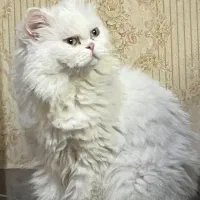 پرشین فلت ۹ ماهه
