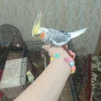 طوطی سخنگو    نر ماده
